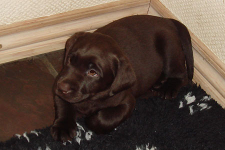 choko en mørkebrun labrador